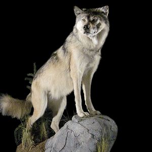 Wolf Full Mount Taxidermy