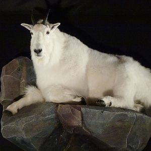 Mountain Goat Full Mount Taxidermy