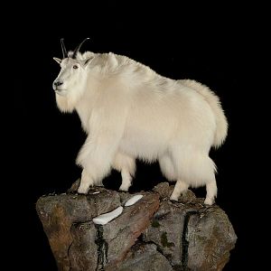 Mountain Goat Full Mount Taxidermy