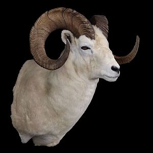 Dall Sheep Shoulder Mount Taxidermy
