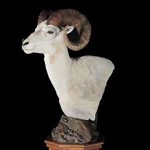 Dall Sheep Pedestal Mount Taxidermy