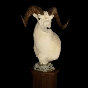 Dall Sheep Pedestal Mount Taxidermy