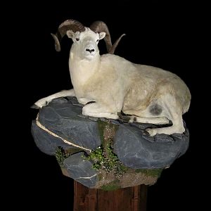 Dall Sheep Full Mount Taxidermy