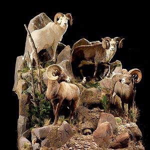 Sheep Full Mount Taxidermy