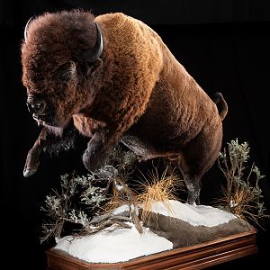 Bison Full Mount Taxidermy