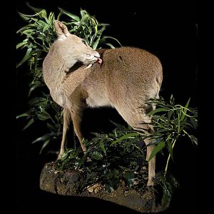 Chinese Water Deer Full Mount Taxidermy