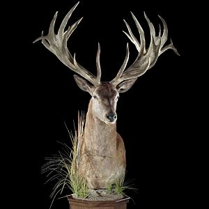 Red Stag Pedestal Mount Taxidermy