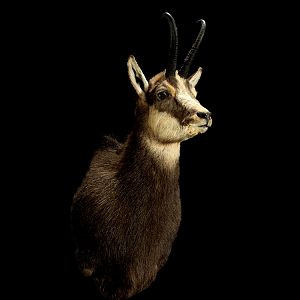 Chamois Shoulder Mount Taxidermy