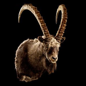 Ibex Shoulder Mount Taxidermy