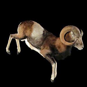 Mouflon Full Mount Taxidermy