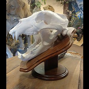 Lion European Skull Mount