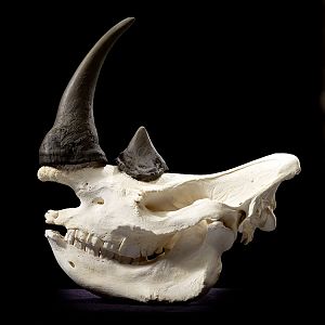 Rhino European Skull Mount