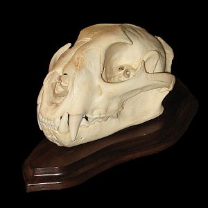 Baboon European Skull Mount