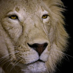 Lion By The Artistry of Wildlife