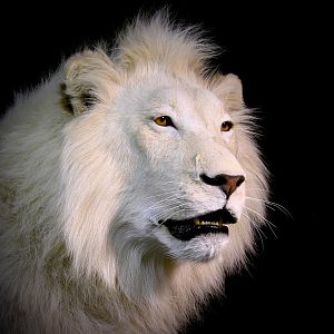 Lion by The Artistry of Wildlife