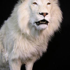 Lion by The Artistry of Wildlife