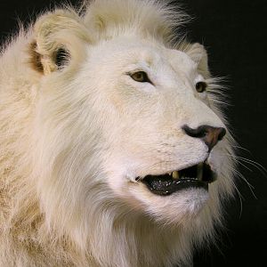 Lion by The Artistry of Wildlife