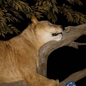 Lioness by The Artistry of Wildlife