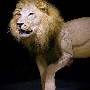 Lion by The Artistry of Wildlife