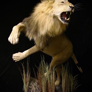 Lion by The Artistry of Wildlife