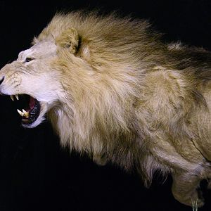 Lion by The Artistry of Wildlife