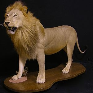 Lion by The Artistry of Wildlife