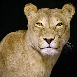 Lioness by The Artistry of Wildlife