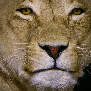 Lioness by The Artistry of Wildlife