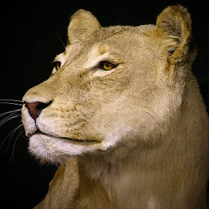 Lioness by The Artistry of Wildlife