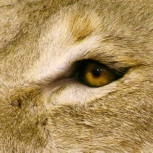 Lioness by The Artistry of Wildlife