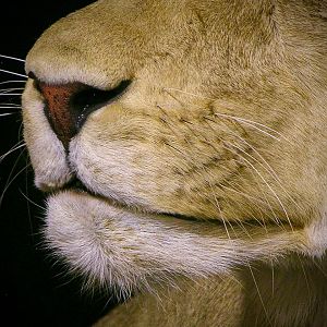 Lioness by The Artistry of Wildlife