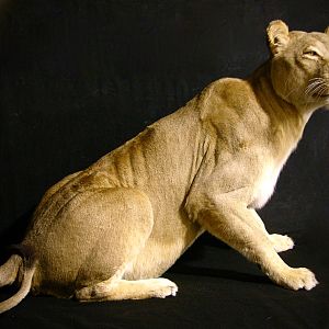 Lioness by The Artistry of Wildlife