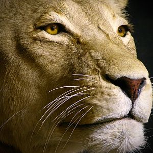 Lioness by The Artistry of Wildlife