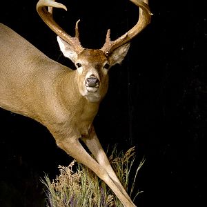 Whitetail by The Artistry of Wildlife