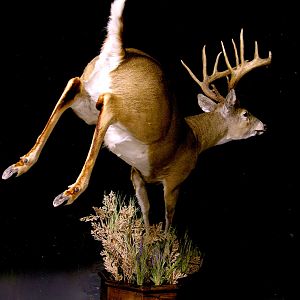Whitetail by The Artistry of Wildlife