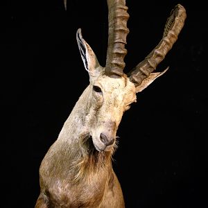 Ibex by The Artistry of Wildlife