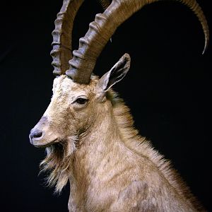 Ibex by The Artistry of Wildlife