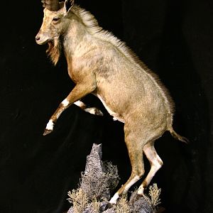 Ibex by The Artistry of Wildlife