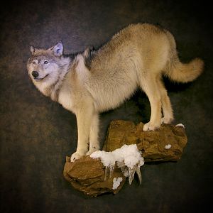 Wolf by The Artistry of Wildlife