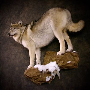 Wolf by The Artistry of Wildlife