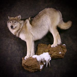 Wolf by The Artistry of Wildlife