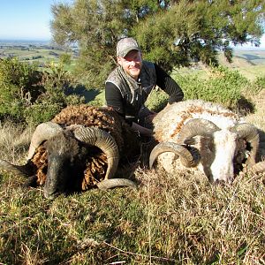 Hunt Arapawa Ram in New Zealand