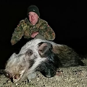 South Africa Hunting Bushpig