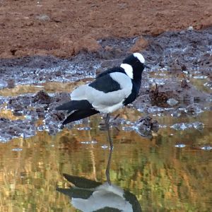 Plover South Africa