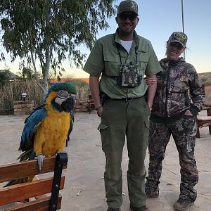 Parrot in Namibia