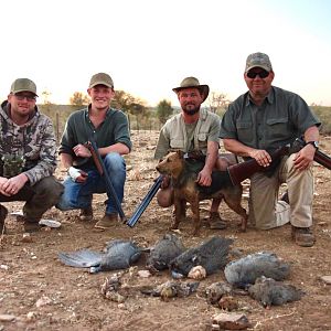 Guineafowl & Francolin Bird Hunting Namibia