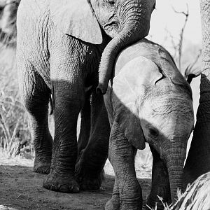 Elephant Calves South Africa