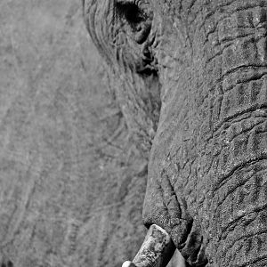 Elephant South Africa