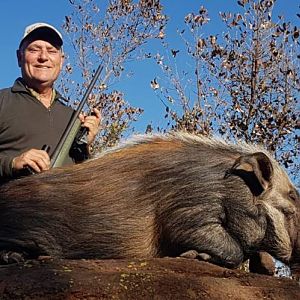 Hunt Bushpig in South Africa