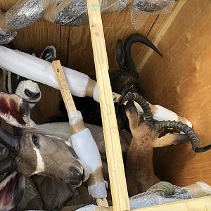 Trophies Crate Taxidermy